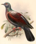 eastern bronze-naped pigeon (Columba delegorguei)