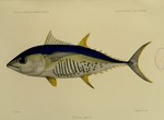 albacore, bonito, longfin tuna (Thunnus alalunga)