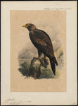 wedge-tailed eagle, eaglehawk, bunjil (Aquila audax)