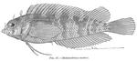 Malacoctenus macropus, Rosy blenny