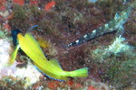 Tripterygion delaisi, Black-faced blenny