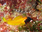 Tripterygion delaisi, Black-faced blenny