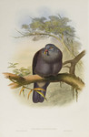 Nilgiri wood pigeon (Columba elphinstonii)