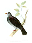 Nilgiri wood pigeon (Columba elphinstonii)