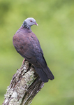 Nilgiri wood pigeon (Columba elphinstonii)