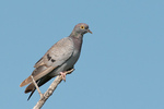 yellow-eyed pigeon, pale-backed pigeon (Columba eversmanni)