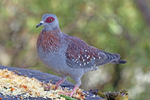 speckled pigeon, African rock pigeon (Columba guinea)
