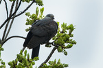 speckled wood pigeon (Columba hodgsonii)