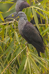 speckled wood pigeon (Columba hodgsonii)