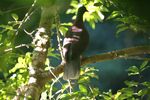 laurel pigeon, white-tailed laurel pigeon (Columba junoniae)