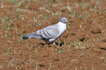 snow pigeon (Columba leuconota)