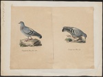 rock dove, rock pigeon (Columba livia)