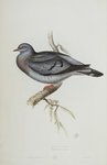 stock dove (Columba oenas)