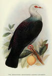 Andaman wood pigeon (Columba palumboides)