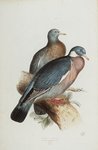 common wood pigeon (Columba palumbus)