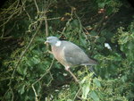 Azores wood pigeon (Columba palumbus azorica)