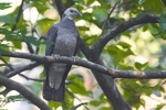 ashy wood pigeon (Columba pulchricollis)