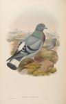 hill pigeon, eastern rock dove, Turkestan hill dove (Columba rupestris)