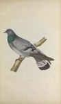 hill pigeon, eastern rock dove, Turkestan hill dove (Columba rupestris)