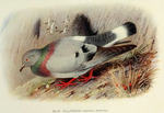 hill pigeon, eastern rock dove, Turkestan hill dove (Columba rupestris)