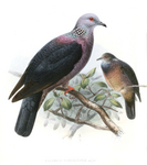 Sri Lanka wood pigeon (Columba torringtoniae)