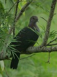 Sri Lanka wood pigeon (Columba torringtoniae)