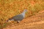 Afep pigeon, African wood-pigeon, gray wood-pigeon (Columba unicincta)