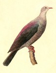 Bonin wood pigeon (Columba versicolor)