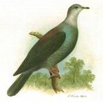 Bonin wood pigeon (Columba versicolor)