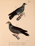 Columba albitorques, Streptopelia lugens