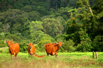 banteng, tembadau (Bos javanicus)