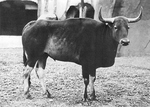 kouprey, grey ox (Bos sauveli)