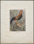 red junglefowl (Gallus gallus)