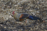 grey junglefowl (Gallus sonneratii)