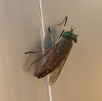 Tabanus nigrovittatus, greenhead horse fly