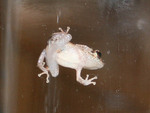 Eleutherodactylus coqui, common coqui