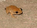 Eleutherodactylus coqui, common coqui