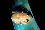 Eleutherodactylus jasperi, golden coqui