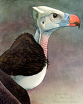 white-headed vulture (Trigonoceps occipitalis)