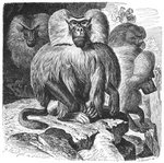 hamadryas baboon (Papio hamadryas)