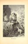 hamadryas baboon (Papio hamadryas)