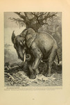 African bush elephant (Loxodonta africana)