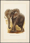 African bush elephant (Loxodonta africana)