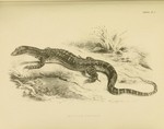 Gould's monitor, sand goanna (Varanus gouldii)