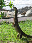 Gould's monitor, sand goanna (Varanus gouldii)