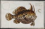 Histrio histrio, Sargassumfish