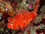 Scorpaena onaria, Western scorpionfish