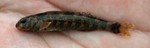 Etheostoma histrio, Harlequin darter