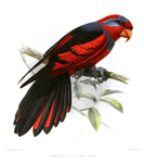 red-and-blue lory (Eos histrio)