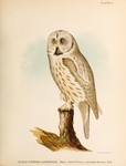 great grey owl, great gray owl (Strix nebulosa)